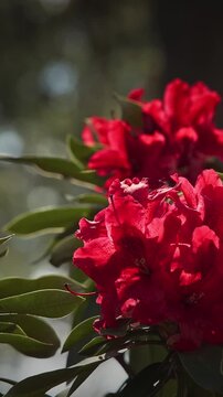 Bright Red Rhododendron Blossoms in Gorgeous Backdrop