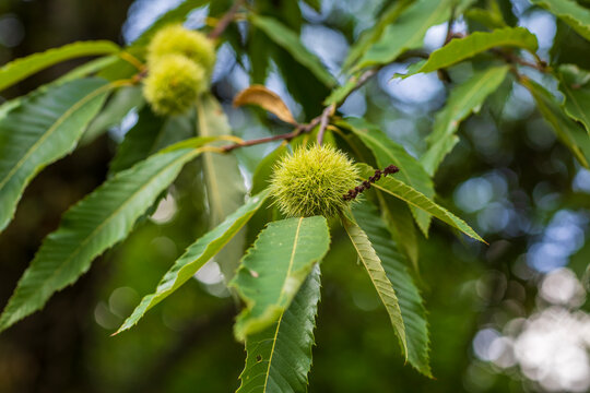 Close-up photo of unripe green prickly chestnut burrs growing on a leafy tree branch in a forest natural blurred green background.