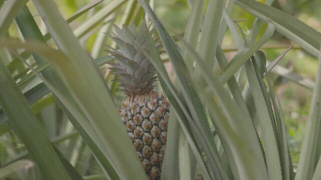 Pineapple ripening in a tropical garden, close up of fresh exotic fruit growing on plant with green leaves in natural sunlight, organic agriculture and healthy food concept. ProRes 422 10 bit C-LOG..