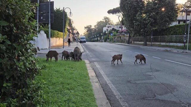 Wild boar herd crosses a quiet urban road at dusk. Adult boars and piglets move through a residential neighborhood, showing human-wildlife coexistence.