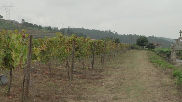 Trellised vine row running along dry ground with terraced hills and forest in the distance