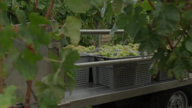Metal trailer carrying full crates of white grapes framed by vine leaves in the vineyard