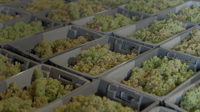 Rows of grey crates packed with white grape bunches lined up after the harvest