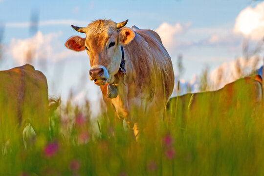 Kuh - Allg&auml;u - Blumen - Fr&uuml;hling - Braunvieh - H&ouml;rner - malerisch