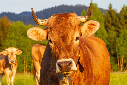 Allg&auml;u - Kuh - Braunvieh - Fr&uuml;hling - Sonnenuntergang - H&ouml;rner