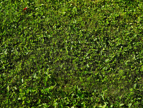Fresh clean green lawn texture background
