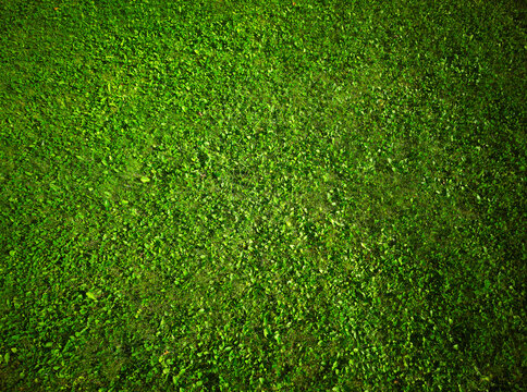 Fresh clean green lawn texture backdrop