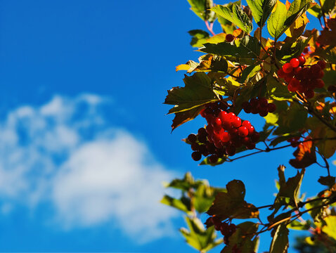 Red autumn viburnum flora background