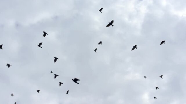 Jackdaws (Corvus monedula) in a large flock, flying overhead. August, Kent, UK [Slow motion x5]