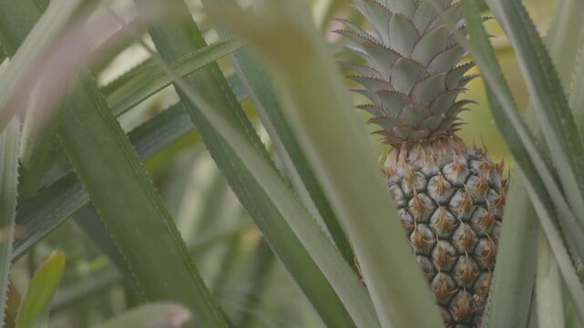 Pineapple ripening in a tropical garden, close up of fresh exotic fruit growing on plant with green leaves in natural sunlight, organic agriculture and healthy food concept. ProRes 422 10 bit C-LOG..