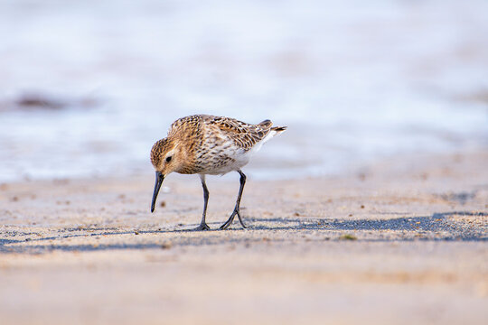 Dunlin, calidris alpina feeding on the beach sand.