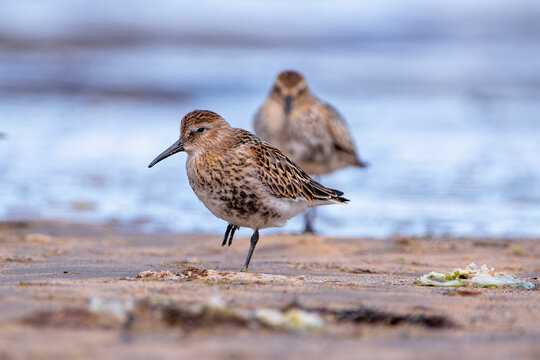 Dunlin, calidris alpina feeding on the beach sand.