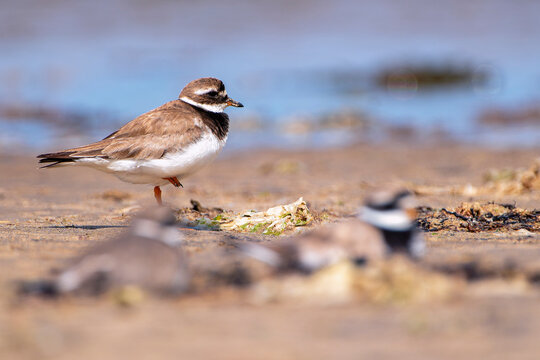 Common Ringed Plover resting on the coast.