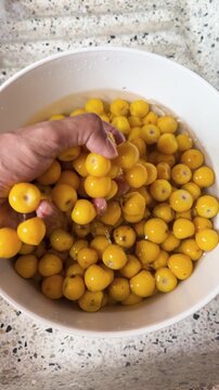 Hand grabs ripe yellow nance fruits from white bowl filled with clean water, holds up handful as fall down back to bucket, vertical