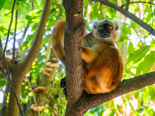 Female Black Lemur Looking from Tree Trunk in Tropical Rainforest of Nosy Komba Island, Madagascar © Nancy Pauwels