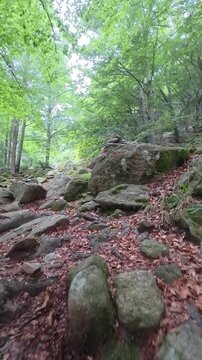 trail in the forest