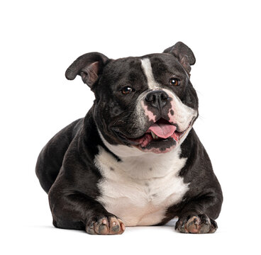American bully dog lying down panting happily