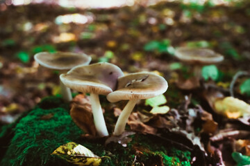 Fototapeta premium Cluster of mushrooms growing on a moss covered forest floor, surrounded by fallen leaves, suggesting a natural woodland environment.