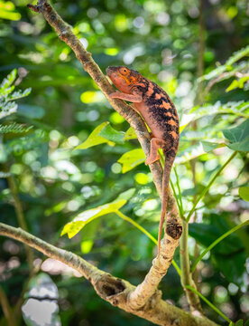 Panther Chameleon Climbing on Tree Branch in Tropical Forest of Nosy Komba, Madagascar