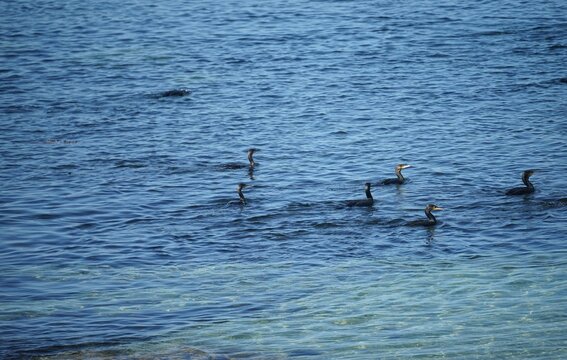 Groupe de cormorans