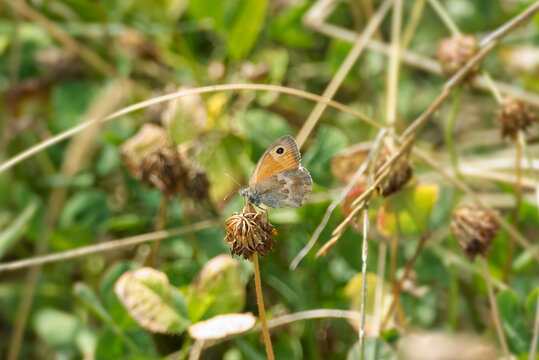 Small Heath (Coenonympha pamphilus) butterfly sitting on a plant in Zurich, Switzerland