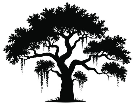 Live oak tree silhouette with detailed branches and Spanish moss, nature landscape, botanical design, southern scenery, natural environment, detailed vector illustration.