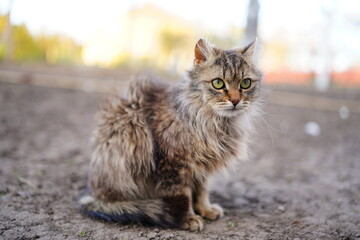 cat on the fence © Mariia Halunka