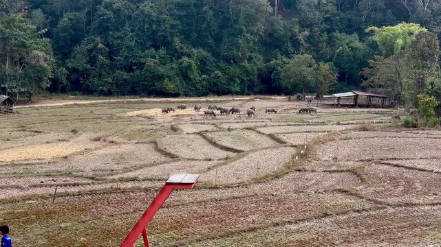 Dry agricultural fields extending across a rural landscape, with buffalo grazing among field rows and a red walkway structure in Pai Thailand