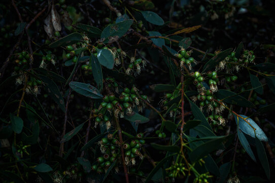 Green Eucalyptus gumnuts clustered among dark narrow leaves with dried stamens after flowering