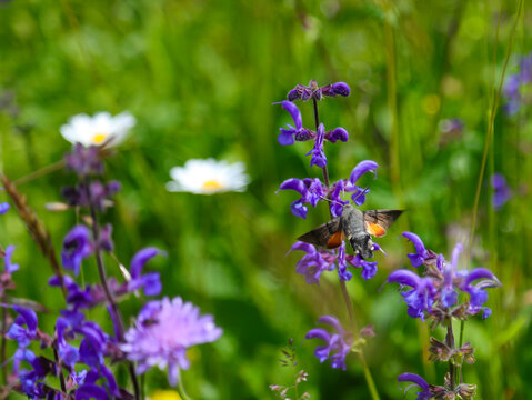 Hummingbird hawk moth hovering over purple wild flowers in summer meadow