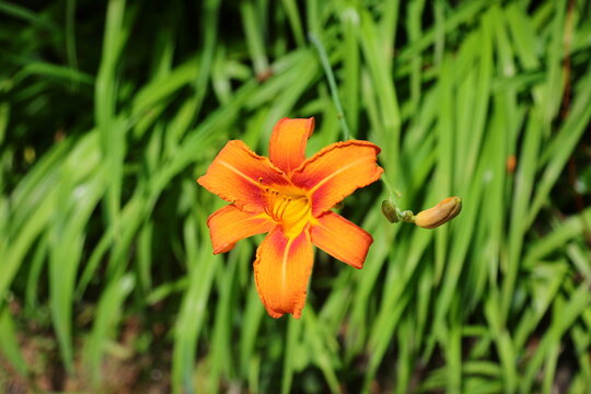Bright orange daylily flower blooming against lush green foliage in a summer garden