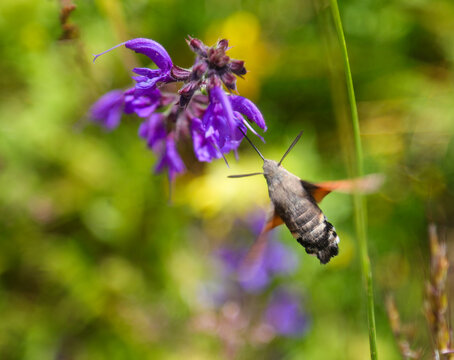 Hummingbird hawk moth hovering and feeding on purple wildflower in summer meadow