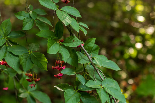 Close-up shot of pink spindle tree fruit capsules hanging from thin stems amidst vibrant green foliage on a tree branch in a natural forest environment.