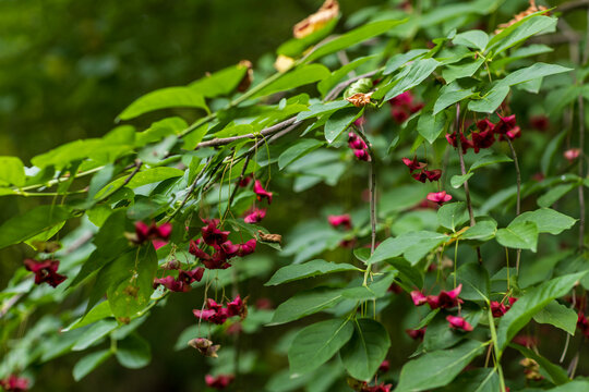 Close-up shot of pink spindle tree fruit capsules hanging from thin stems amidst vibrant green foliage on a tree branch in a natural forest environment.