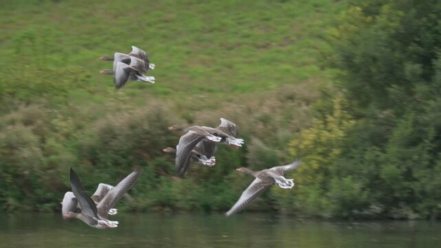 Greylag Goose (Anser anser) flock in flight, passing a gull shaking itself dry. August, Kent, UK [Slow motion x5]