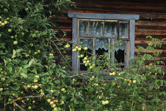 An apple tree with apples against the backdrop of an old abandoned wooden house on a sunny summer day