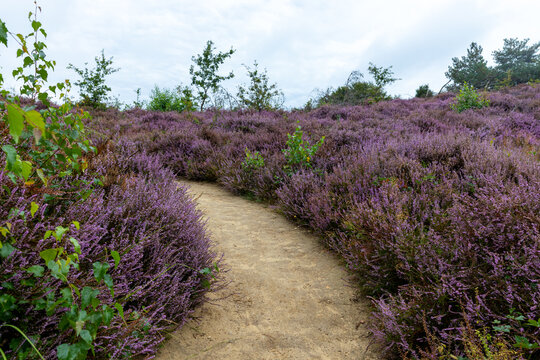 Sandy Walking Path Through Blooming Purple Heather in Dutch Heathland