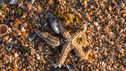 Washed Up Starfish (Asterias rubens) Among Mussel Shells, Seaweed and Coloured Pebbles on a Shingle Beach — Concept: Beachcombing, Coastal Nature and Marine Ecosystem Backgrounds © Svetlana