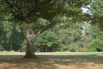 Fototapeta premium Sprawling Oak Tree Trunk and Canopy in Sunlit Public Park Meadow