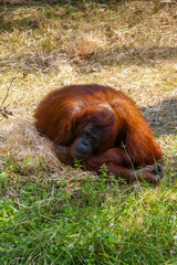 Orangutan Resting in the Grass © framesbyamber