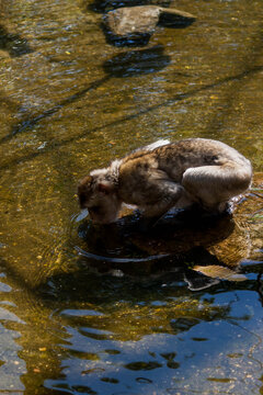Monkey Drinking from a Forest Stream