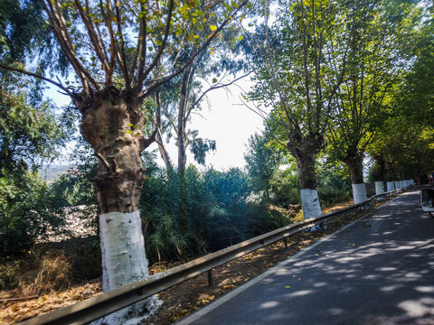 Majestic green trees line the side of a rural asphalt road under a bright summer sky during a scenic daytime drive through the countryside landscape
