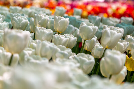 White tulips in feild