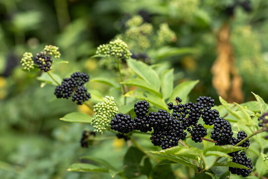 Close-up photo of dark purple ripe and green unripe berries growing on a European dwarf elderberry plant in a natural forest setting.