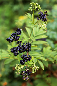 Close-up photo of dark purple ripe and green unripe berries growing on a European dwarf elderberry plant in a natural forest setting.