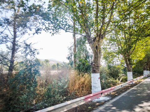 Green trees lined along a rural asphalt road feature trunks painted with white lime paint under bright sunny sky during a scenic summer country drive