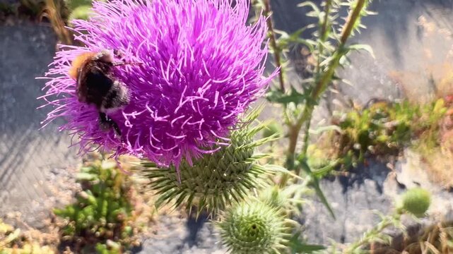 Bumblebee crawls over spiny purple thistle while collecting flower pollen