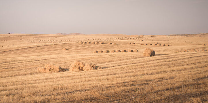 Agricultural fields with yellow mown grass at sunset in Tajikistan. Haystacks are made from dry grass. Warm landscape, evening panorama, and view of fields