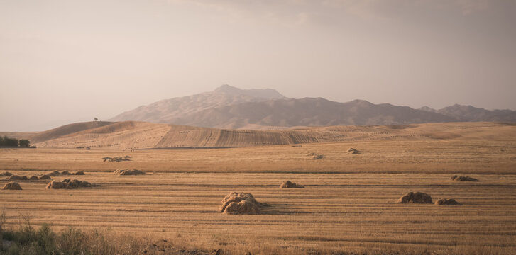 Agricultural fields with yellow mown grass at sunset in Tajikistan. Haystacks are made from dry grass. Warm landscape, evening panorama, and view of fields