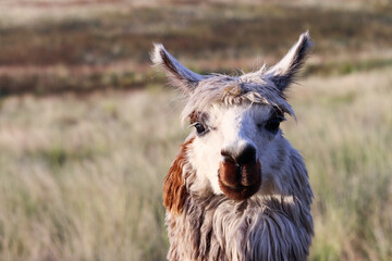 Close-up portrait of a llama's face with upright ears and white and brown fleece © WILL PHOTOGRAPHY